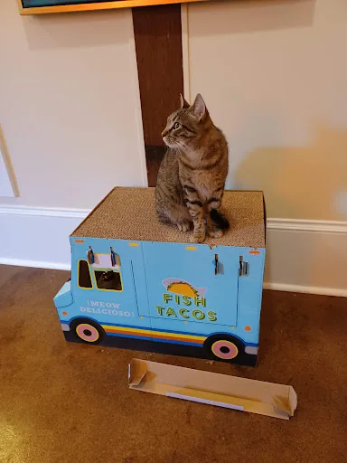 Mac Tabby Cat Café | Concord photo 21