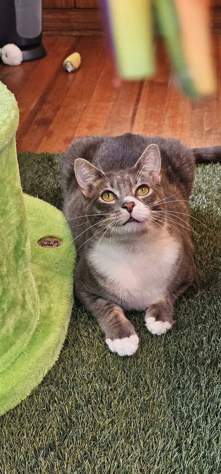 Cool Beans Cat Cafe photo 35