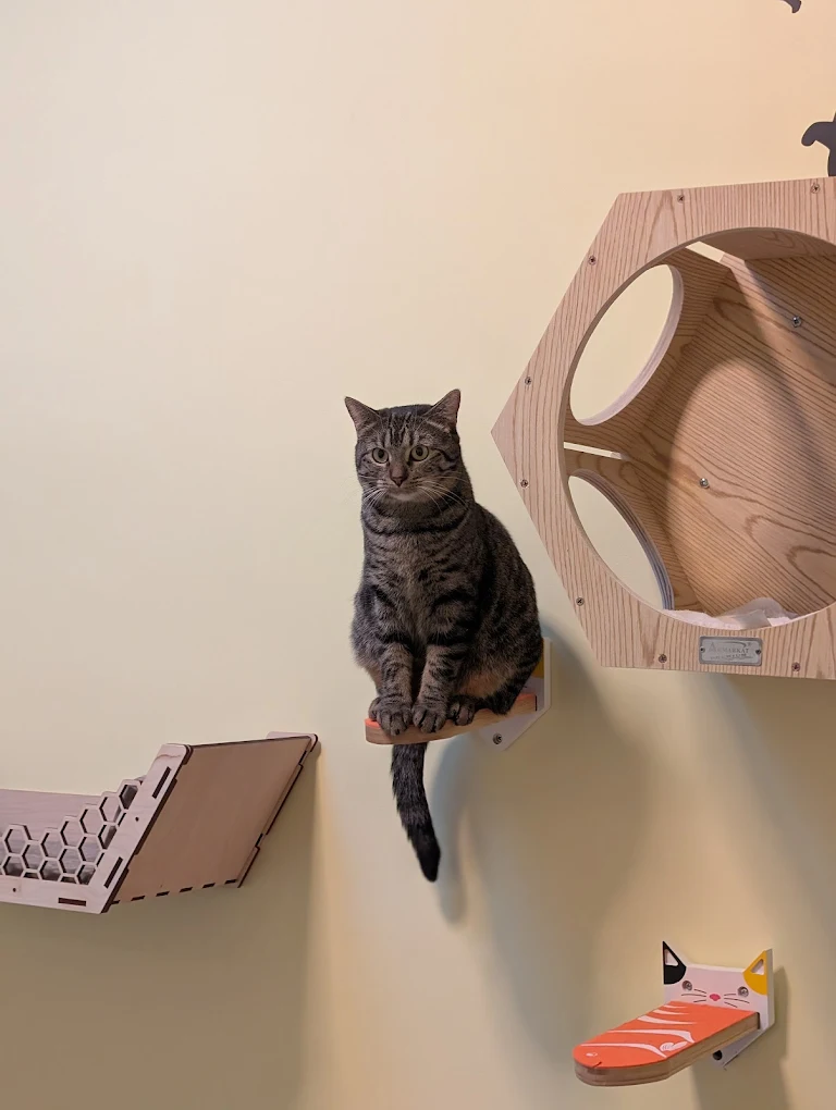 Charlie's Cat Cafe photo 2