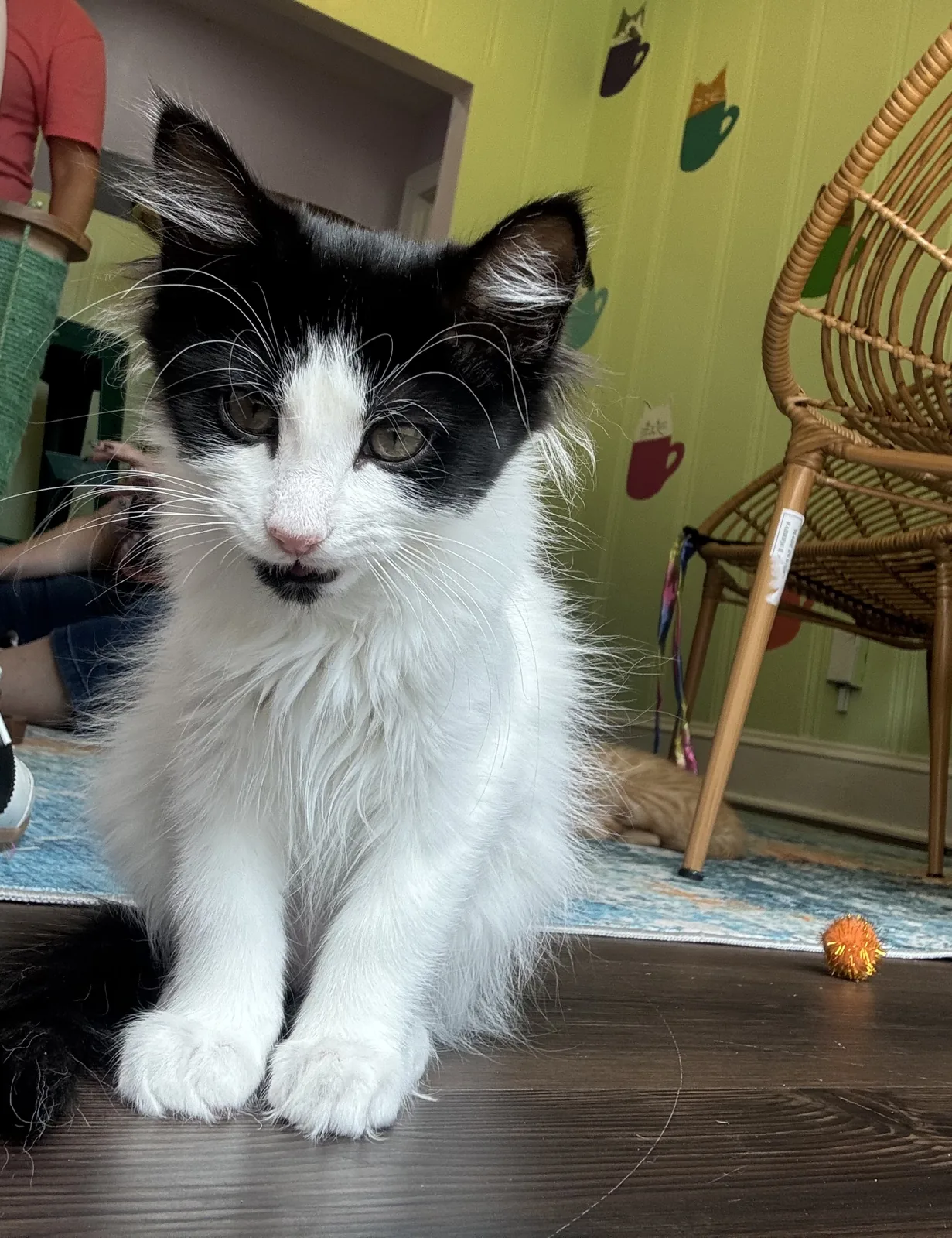 Whiskerville Kitty Cat Cafe photo 10