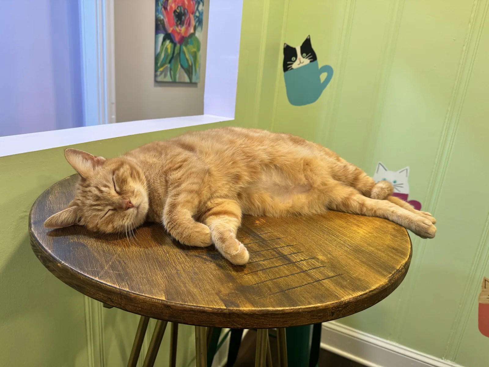 Whiskerville Kitty Cat Cafe photo 2