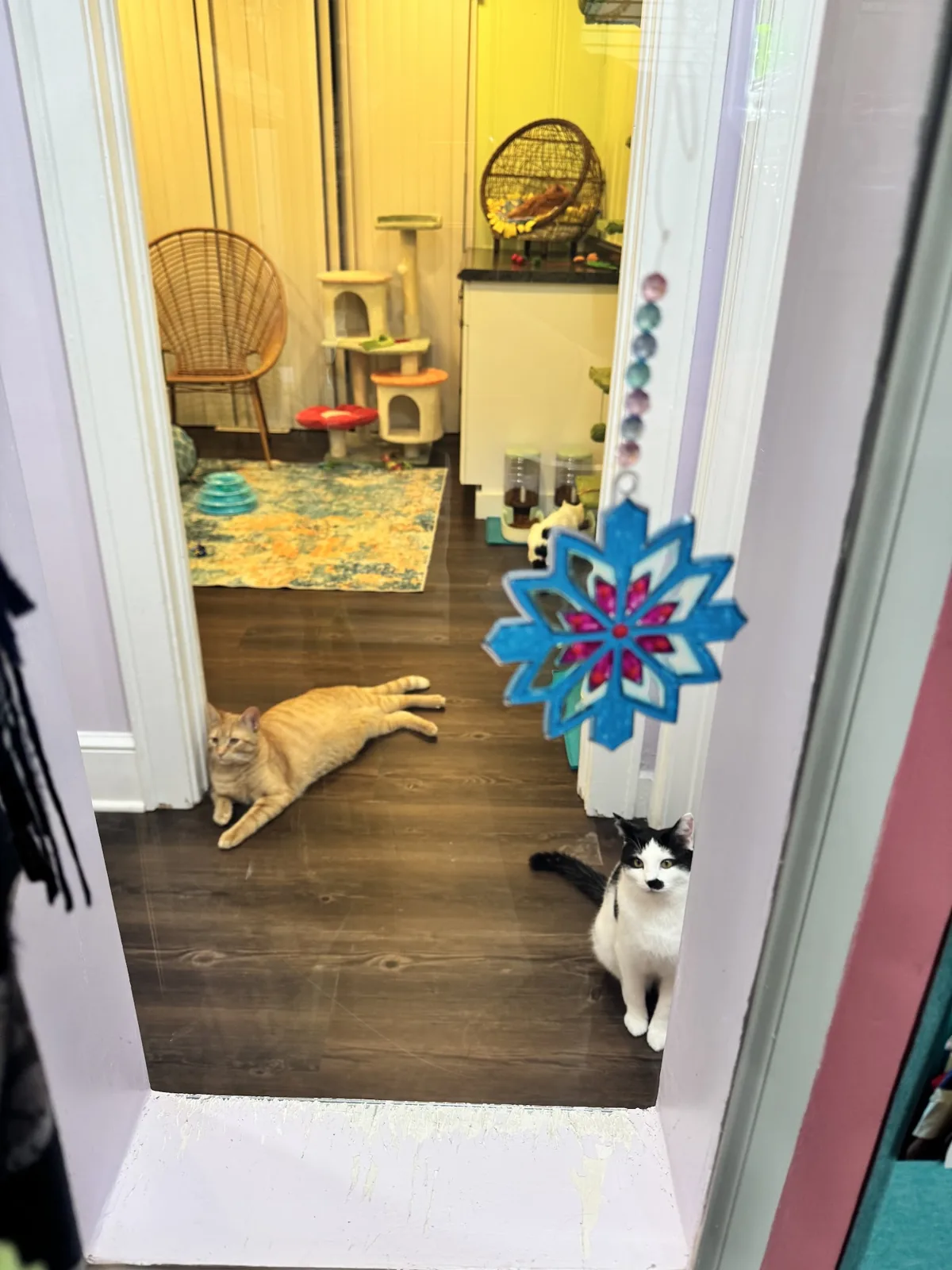 Whiskerville Kitty Cat Cafe photo 35