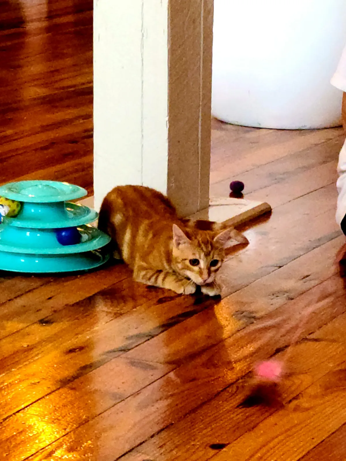 Mac Tabby Cat Café | NoDa photo 30