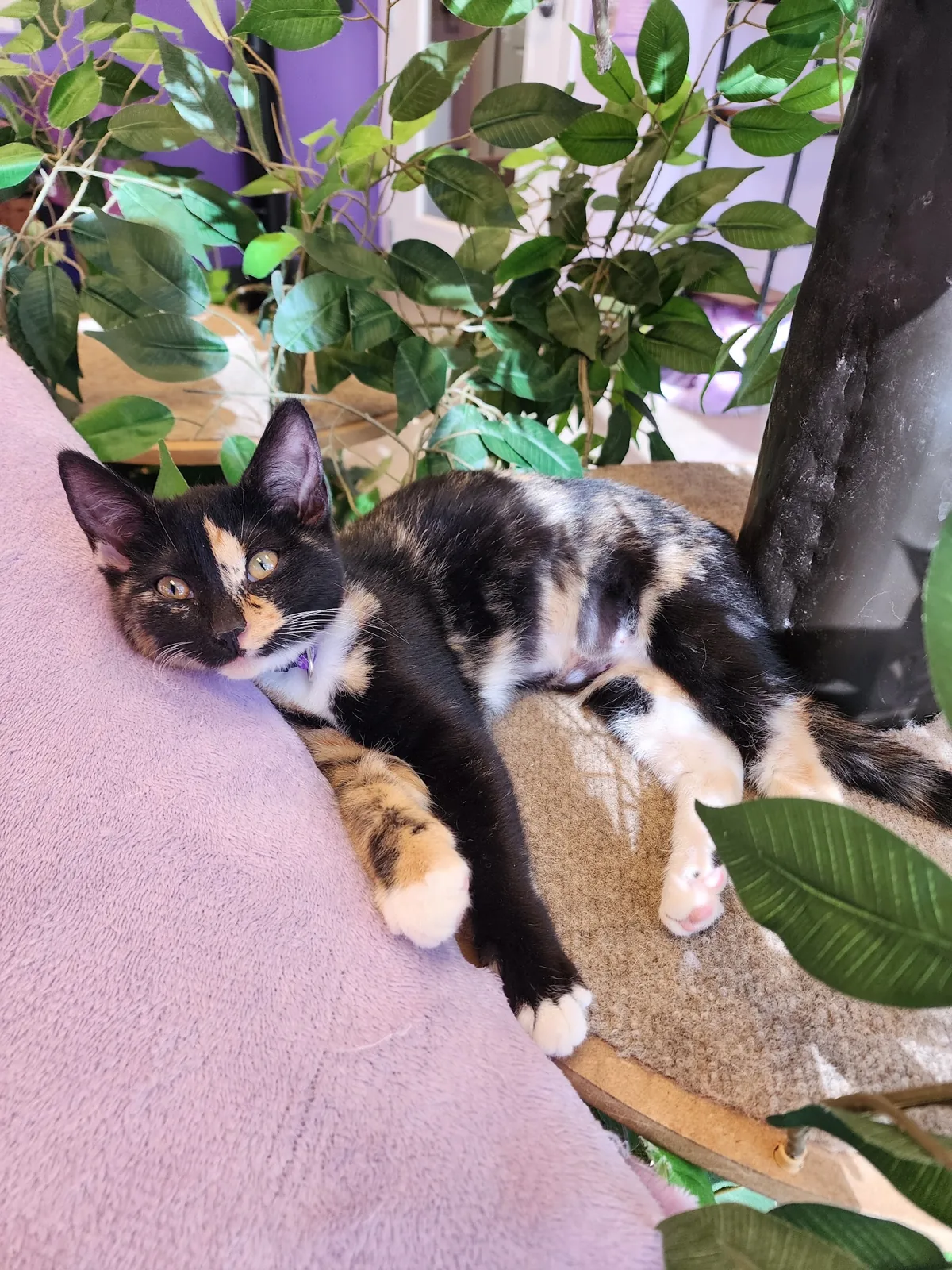 Purrfect Pair Cat Cafe photo 43