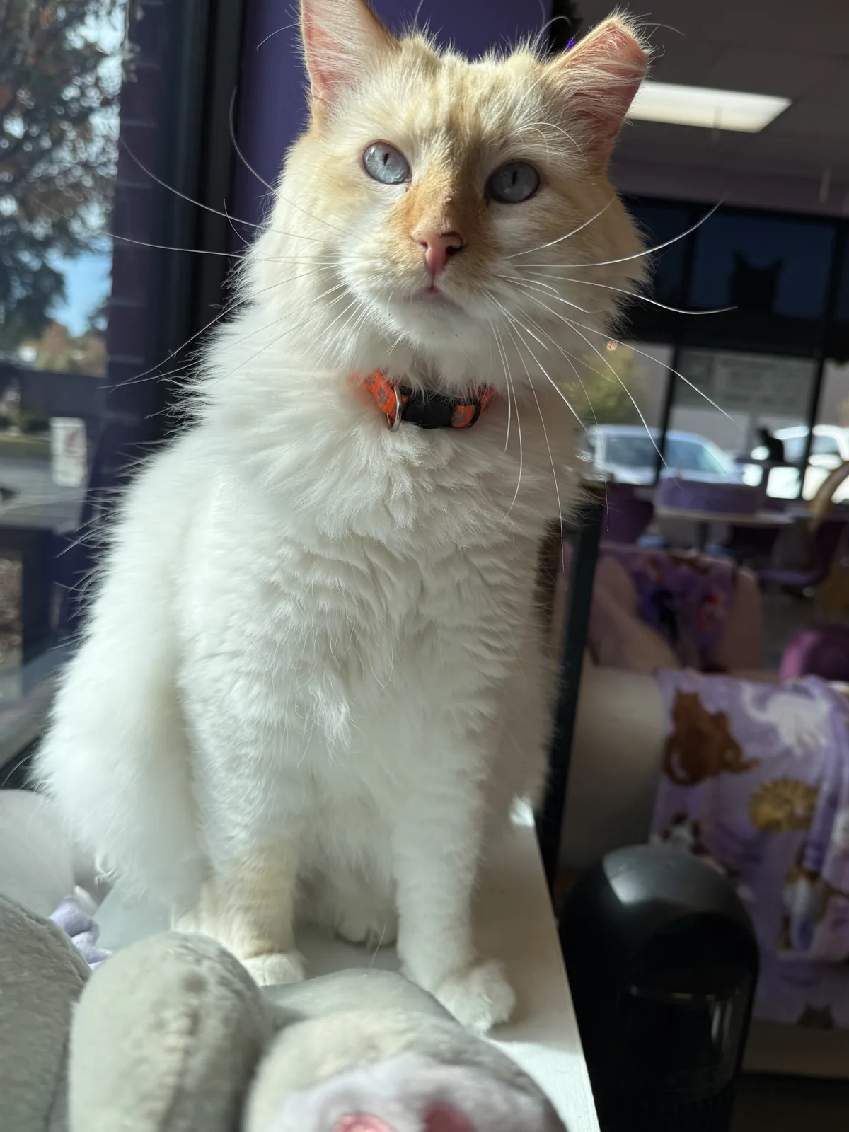 Purrfect Pair Cat Cafe photo 18